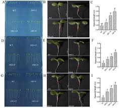 Image result for Pearsonia mesopontica