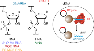 Persatuan suri dan anggota wanita perkhidmatan awam malaysia (puspanita). Discovery And Evolution Of Rna And Xna Reverse Transcriptase Function And Fidelity Nature Chemistry