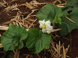 Image result for Lagenaria rufa