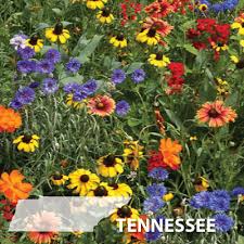 Tennessee Blend Wildflower Seed Urban Farmer Seeds Wildflower gardens take planning and maintenance. tennessee blend wildflower seed