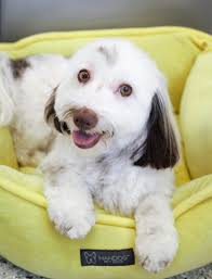 All pets grooming & boarding. Cat Dog Grooming Naples Fl Nail Trimming Bonita Springs Estero Florida