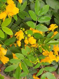 Image result for Senna occidentalis