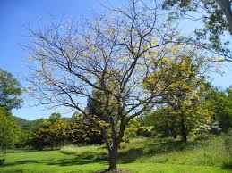 Image result for Melia azedarach