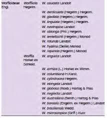 Image result for Wolffiella repanda