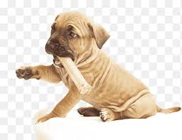 Hund Png Pngegg
