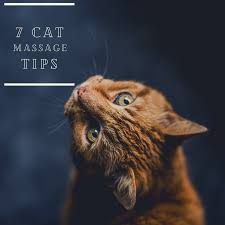 The files are typically downloaded from free hosting services like keep2share.cc (k2c.cc) , rapidgator.net (rg.to) , filespace.com & filejoker.net. 7 Cat Massage Tips A Husky Life