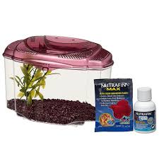 Marina Betta Kit In Burgundy Petco Store Betta Fish Tank Betta Fish