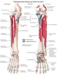 Sebab, bagian distal (bawah) tulang paha, menjadi lokasi melekatnya segala tulang kaki, mulai dari lutut hingga ke bagian kaki paling bawah. Otot Kaki Bawah Komprehensif Mengenai Kesihatan Di Ilive