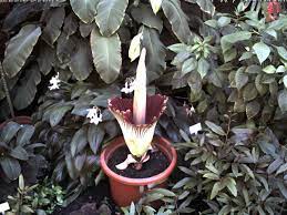 Die aufregung im botanischen garten rombergpark ist groß: Titanenwurz Bluhte 23 25 06 2015 Amorphophallus Titanum Grosste Stinke Blume Der Welt Aus Indonesien Bgbm