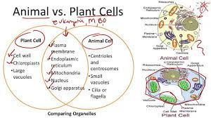 Cells of animals, plants and fungi are called eukaryotic cells. Prokaryotic And Eukaryotic Cells Ck 12 Foundation