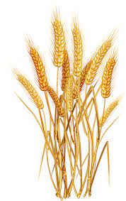 9e0ad07f Png 503 800 Wheat Tattoo Creative Painting Flower Painting