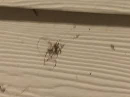 At lynx pest control will use a verity of. Enviroguard Pest Control 555 Round Rock West Dr Round Rock Tx Pest Control Mapquest