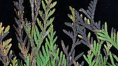 Image result for kabatina thujae