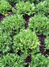 Image result for Lactuca imbricata