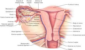 Laterally by the midaxillary line. Anatomy Of The Female Pelvis Springerlink
