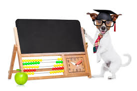 Best dog puzzles for big dogs. Dog Puzzles Our Favorites For Big Dogs