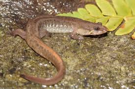 Image result for Dichapetalum deflexum