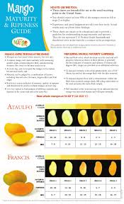 mango maturity and ripeness guide