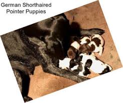 Find free puppies near me, adopt a puppy, buy puppies direct from kennel breeders and puppy owners in germany. Kvogvug5mapqfm