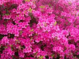 Pretty Azaleas Azalea Flower Azaleas Pink Azaleas