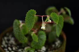 Image result for Begonia bequaertii