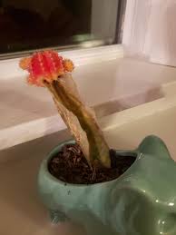 Cactus rot is caused by either fungus, disease or water getting into an open wound on the plant. Help My Moon Cactus Is Dying What Should I Do Houseplants
