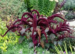 15 Plants Never To Grow In Your Yard Common Garden Plants Weird Plants Plants