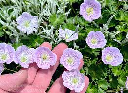 Image result for Geranium aculeolatum