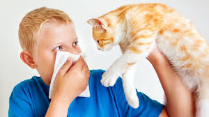 Impfungen Fur Katzen Helfen Gegen Katzenallergie Beim Menschen Mdr Jump