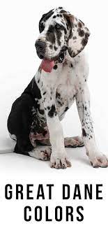 The great dane descends from hunting dogs known from the middle ages and is one of. Great Dane Colors The Colorful World Of The Great Dane