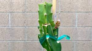 Maybe you would like to learn more about one of these? How To Cleft Graft A Dragon Fruit Part 3 New Growth Youtube