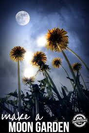 Collect the seedpods for next season. Moon Gardens