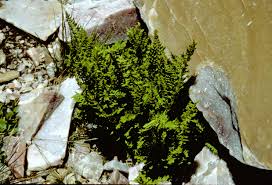 Image result for Athyrium