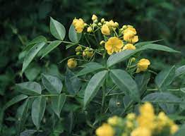Las semillas no se deben consumir. Hierba Hedionda O Brusca Senna Occidentalis Cassia Occidentalis Usos Medicinales
