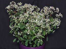 Image result for Euphorbia hypericifolia