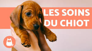Comment bien s'occuper d'un chien beagle. Comment S Occuper D Un Chiot Guide Complet Youtube