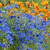 Image result for Lysimachia monelli