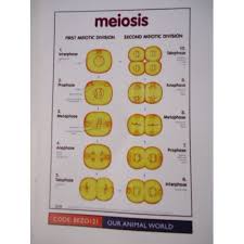 Chart Meiosis Junior Science Chart Series