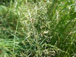 Image result for Agrostis