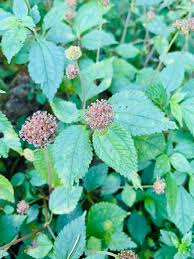 Image result for Lecanthus peduncularis