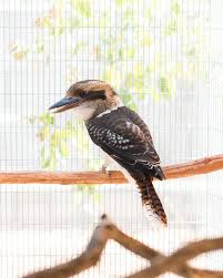 Kookey The Laughing Kookaburra Animals San Diego Zoo San Diego