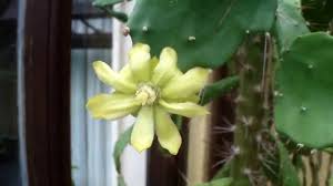 Image result for Brasiliopuntia