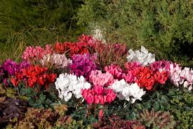 Utilisez un terreau si vous cultivez le cyclamen en pot, arrosez 2 fois par semaine et ajoutez un engrais pour soutenir la floraison. Les Cyclamens En Pleine Terre Au Jardin Pour Un Decor D Automne Colore