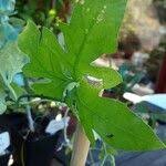 Image result for Kedrostis nana