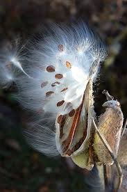 Asclepius Sirica Common Milkweed Seed Pod Seeds Seed Pods Milkweed Seeds Milkweed