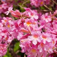 Image result for Tabebuia heterophylla