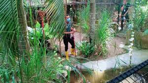 Kami telah memilih hari tersebut untuk mengadakan lawatan disebabkan minggu tersebut ialah hari peperiksaaan upsr. Caymen Crocodiles Feeding At Taman Rama Rama Melaka Youtube