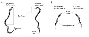 Image result for Strongyloides