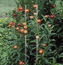 Image result for Helichrysum brassii
