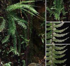 Image result for Asplenium normale